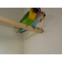 Agapornis