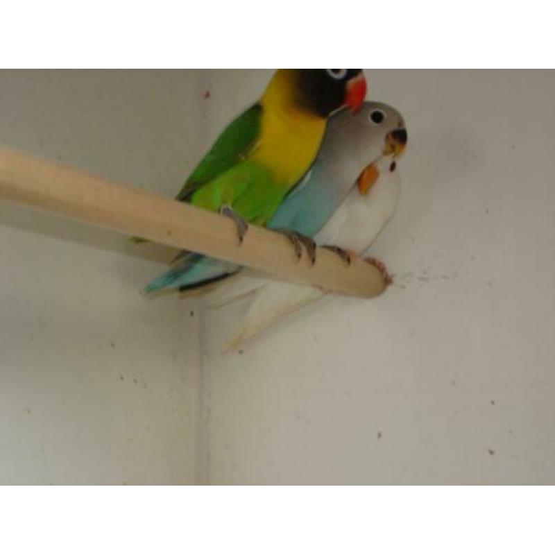 Agapornis