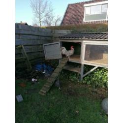 Broedeieren friese kippen