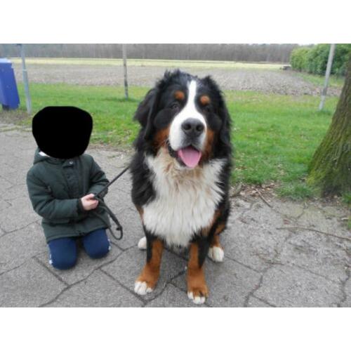 berner sennen dekreu met goede stamboom op alles getest