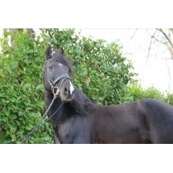 Mega knappe 10 jarige zwarte andalusier ruin
