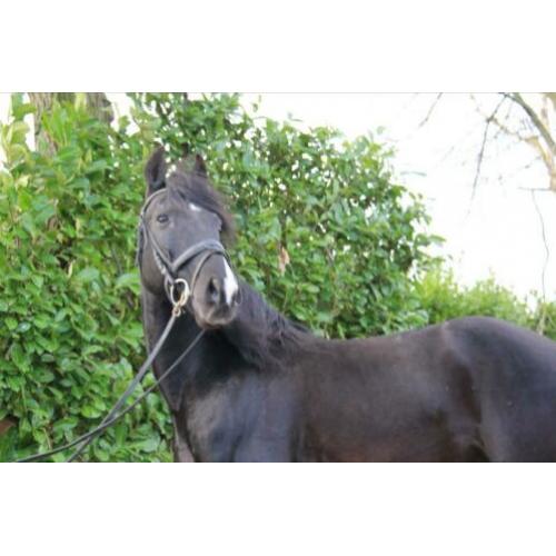 Mega knappe 10 jarige zwarte andalusier ruin