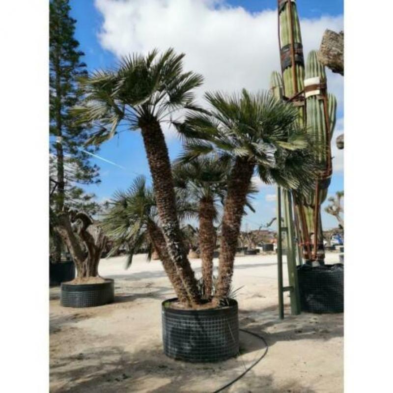 Chamaerops Humilis - Europese Dwergpalm 600-750cm art23439
