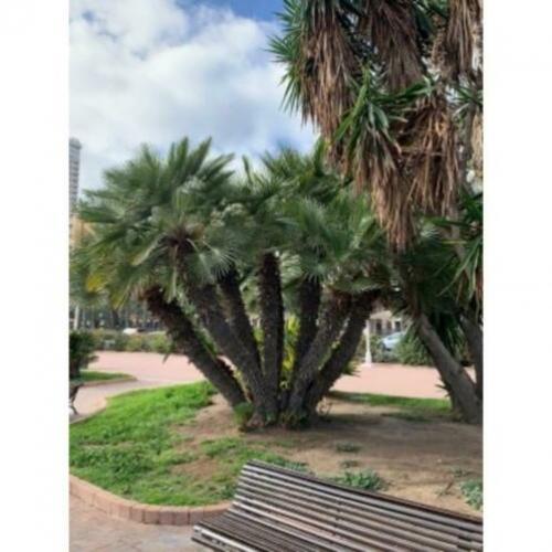 Chamaerops Humilis - Europese Dwergpalm 600-750cm art23439