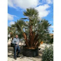 Chamaerops Humilis - Europese Dwergpalm 600-750cm art23439