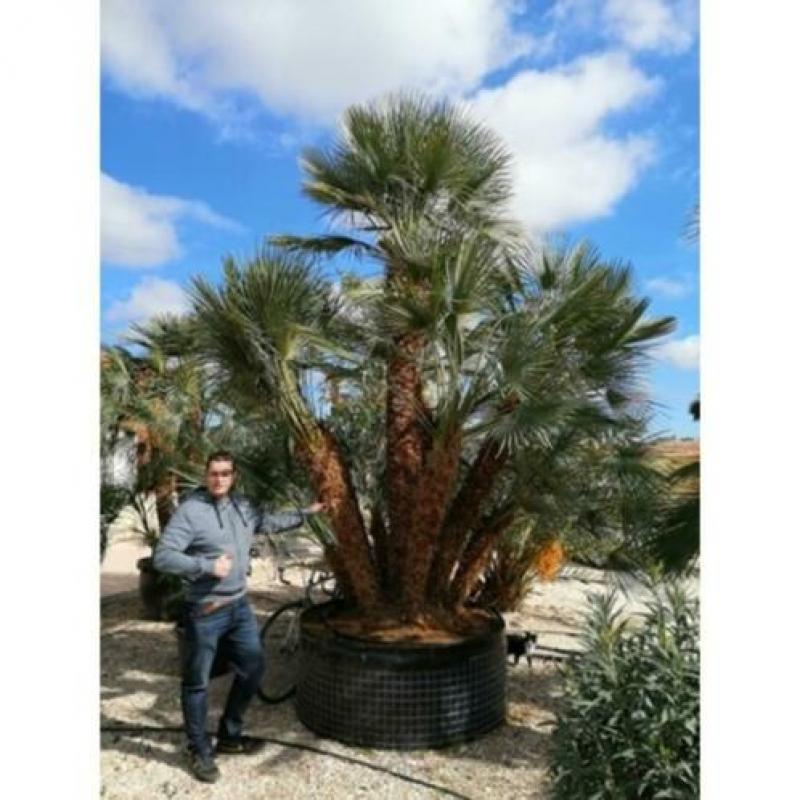 Chamaerops Humilis - Europese Dwergpalm 600-750cm art23439