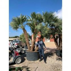 Chamaerops Humilis - Europese Dwergpalm 600-750cm art23439