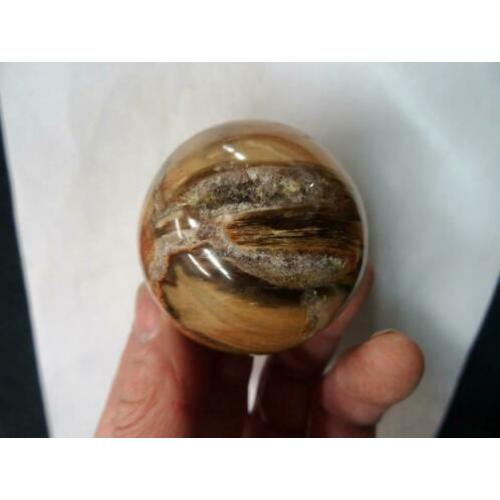 Versteend hout bol