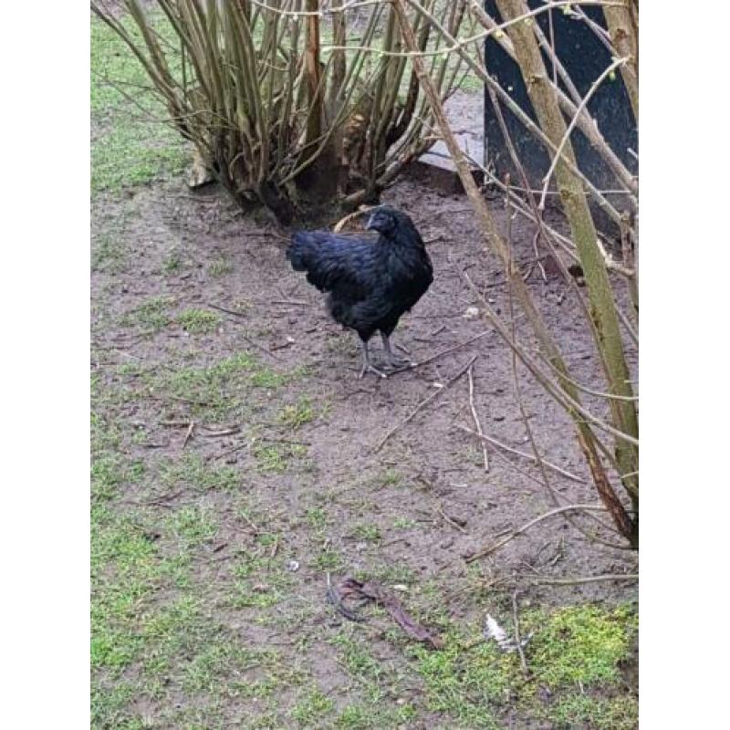 Mooi triotje Ayam Chemani kipjes. (2019)