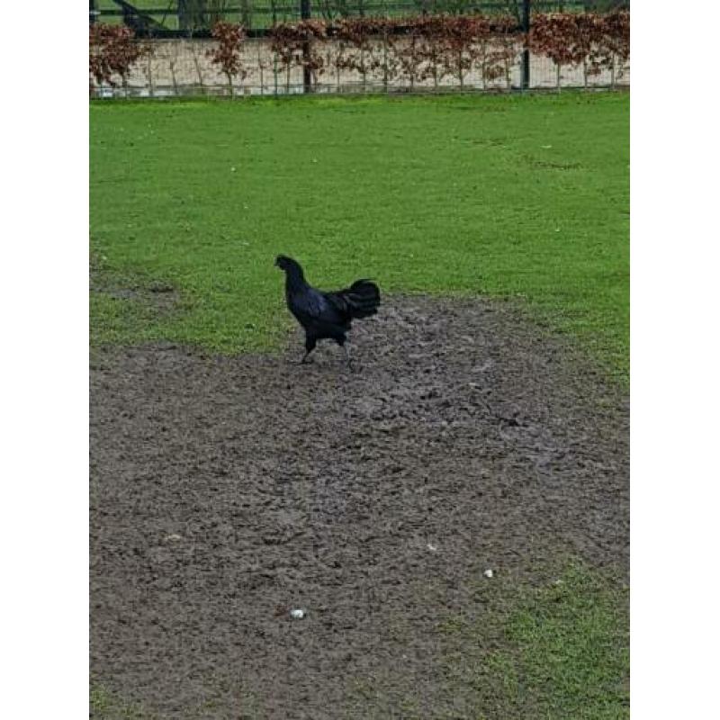 Mooi triotje Ayam Chemani kipjes. (2019)
