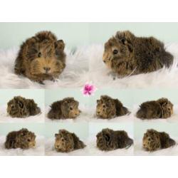Peruvian cavia's alvast te reserveren met stamboom!