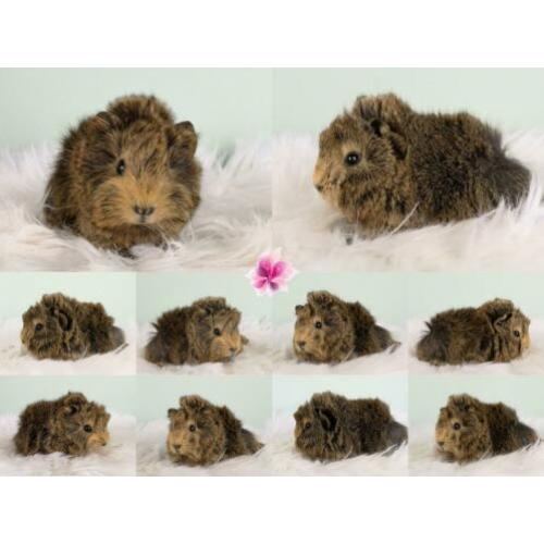 Peruvian cavia's alvast te reserveren met stamboom!