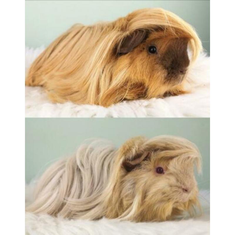 Peruvian cavia's alvast te reserveren met stamboom!