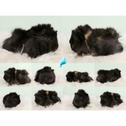 Peruvian cavia's alvast te reserveren met stamboom!