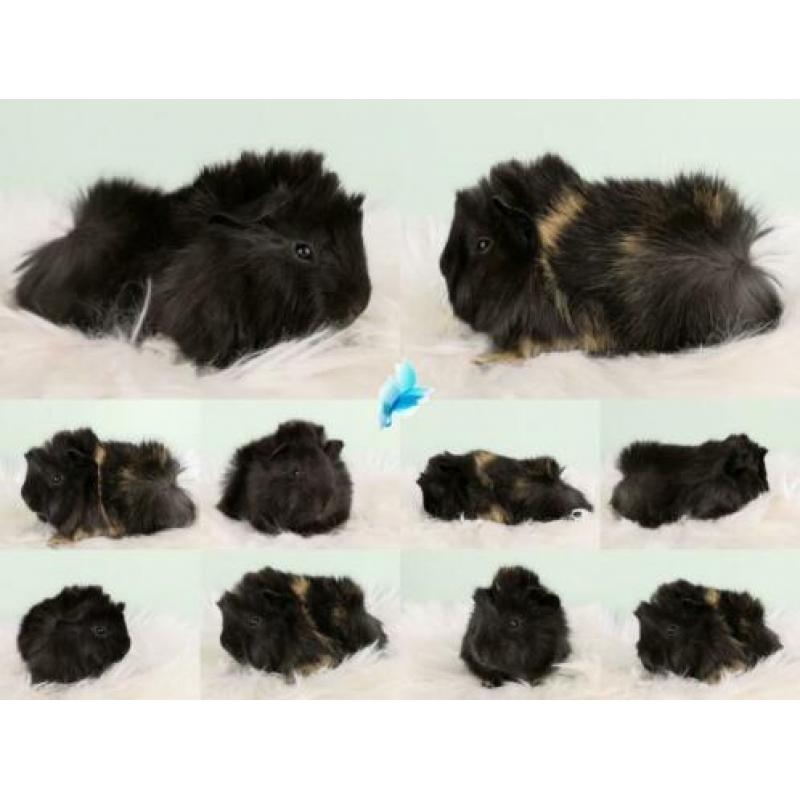 Peruvian cavia's alvast te reserveren met stamboom!