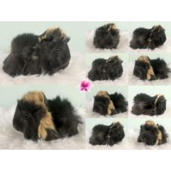 Peruvian cavia's alvast te reserveren met stamboom!