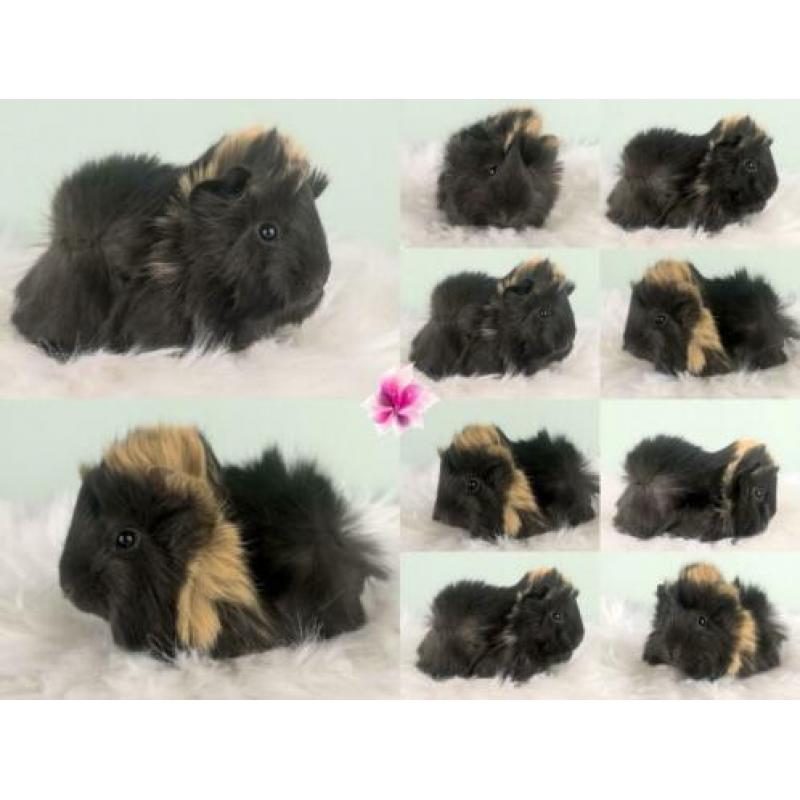 Peruvian cavia's alvast te reserveren met stamboom!