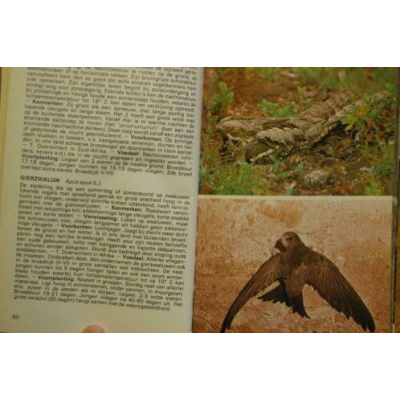 Vogels, zien en leren kennen