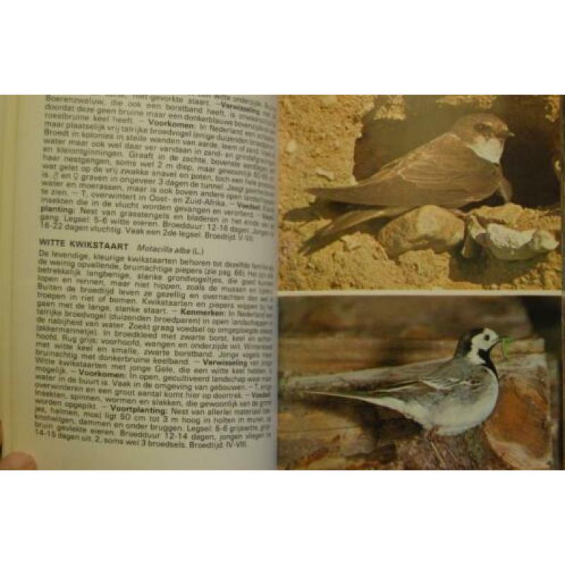 Vogels, zien en leren kennen