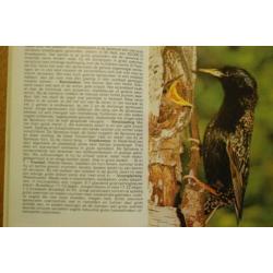 Vogels, zien en leren kennen