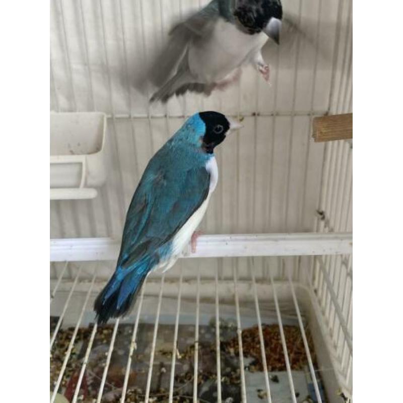 Gouldamadines koppel blauw wit borst
