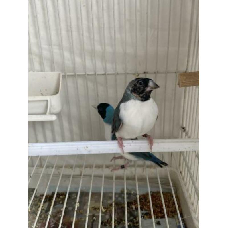 Gouldamadines koppel blauw wit borst