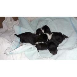 4 zwart witte kittens te koop