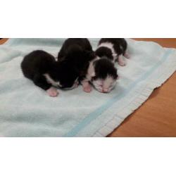 4 zwart witte kittens te koop