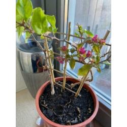 prachtige 2 kleurige bougainvillea's op rek aangeboden!!!!!!