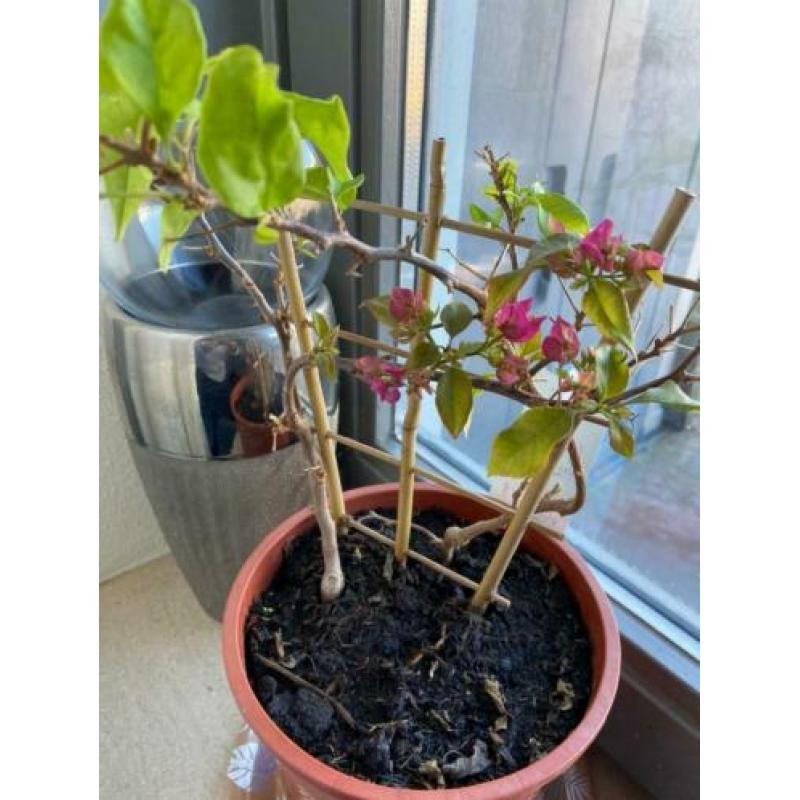 prachtige 2 kleurige bougainvillea's op rek aangeboden!!!!!!