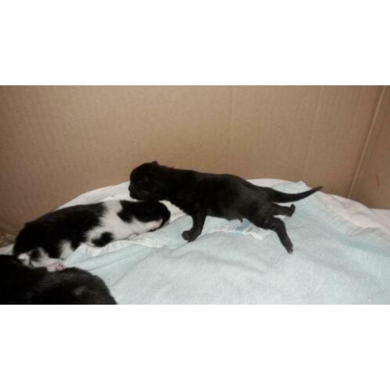 4 zwart witte kittens te koop