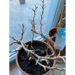 prachtige 2 kleurige bougainvillea's op rek aangeboden!!!!!!