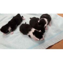 4 zwart witte kittens te koop
