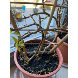 prachtige 2 kleurige bougainvillea's op rek aangeboden!!!!!!
