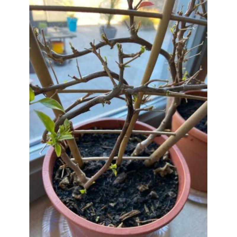 prachtige 2 kleurige bougainvillea's op rek aangeboden!!!!!!