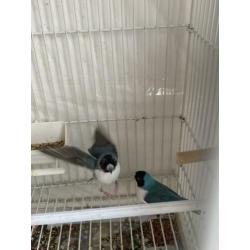 Gouldamadines koppel blauw wit borst