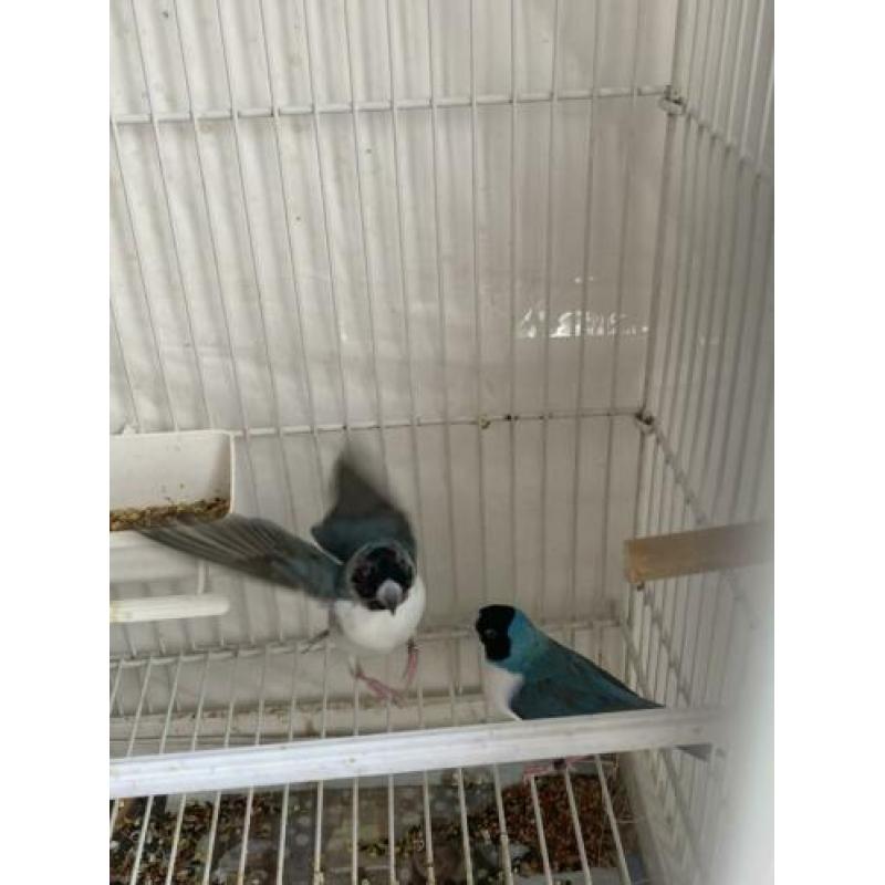 Gouldamadines koppel blauw wit borst