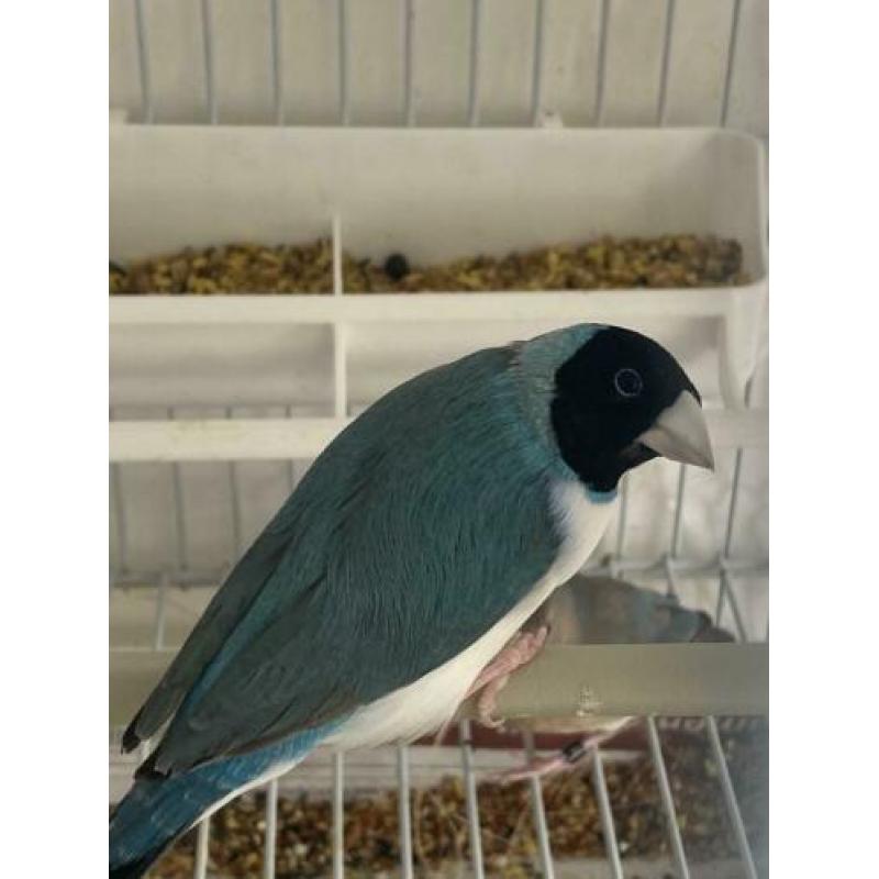 Gouldamadines koppel blauw wit borst