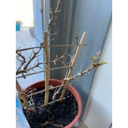 prachtige 2 kleurige bougainvillea's op rek aangeboden!!!!!!