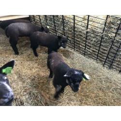 Blauwe Texelaar ooi ramlam ooilam lammeren schapen