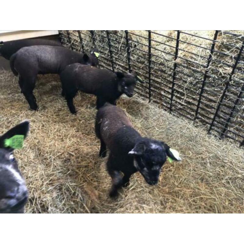 Blauwe Texelaar ooi ramlam ooilam lammeren schapen