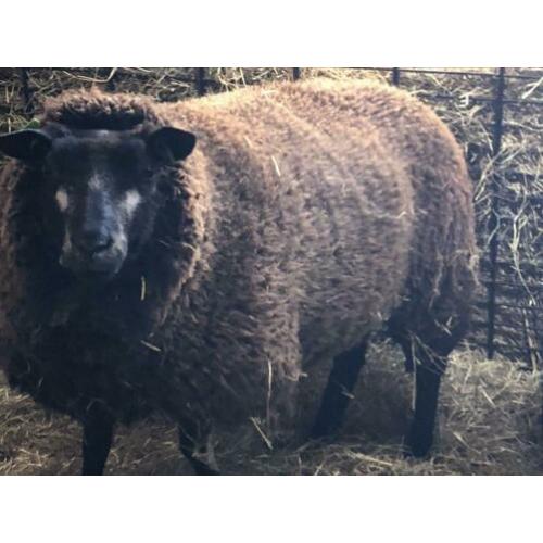 Blauwe Texelaar ooi ramlam ooilam lammeren schapen