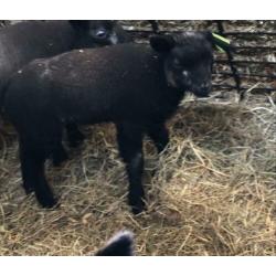 Blauwe Texelaar ooi ramlam ooilam lammeren schapen