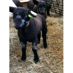 Blauwe Texelaar ooi ramlam ooilam lammeren schapen