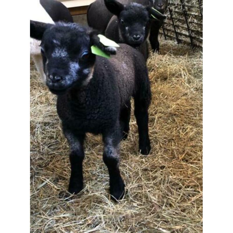 Blauwe Texelaar ooi ramlam ooilam lammeren schapen