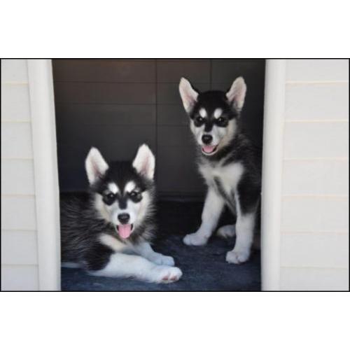 Alaskan malamute pups