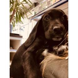 Lieve spaniël X Beagle pups zoeken een baasje