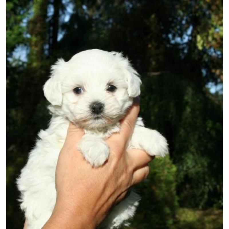 Prachtige kleine maltezer pups