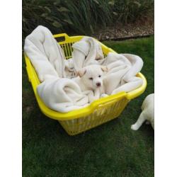 Lieve shiba inu puppys