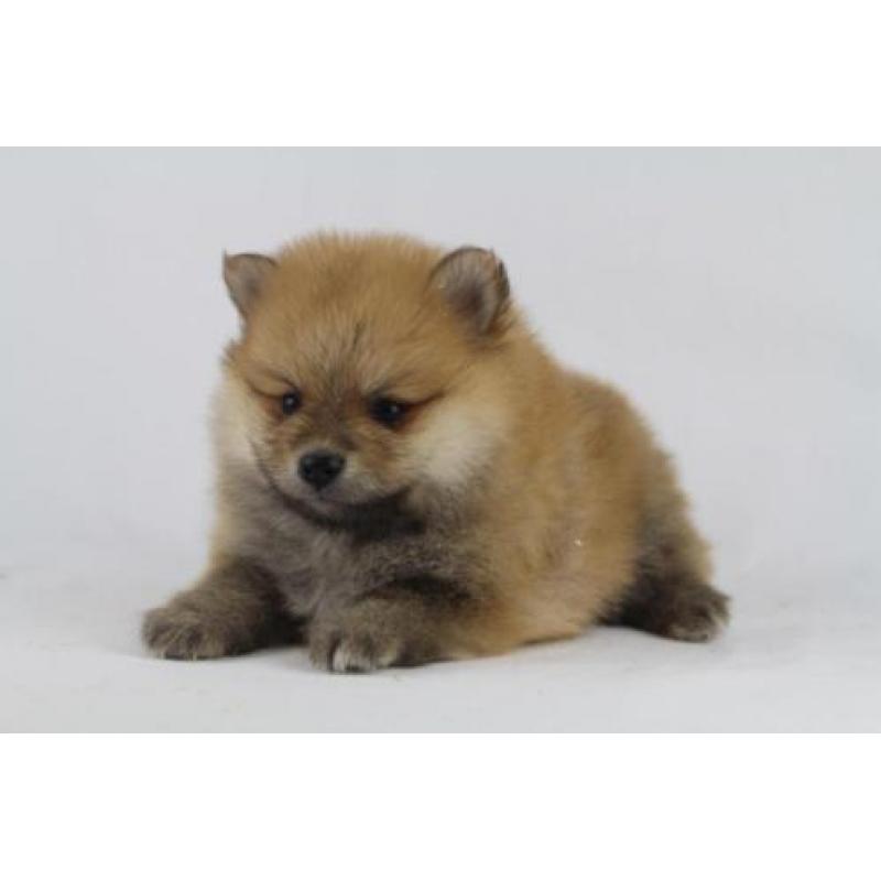 Pomeranian - Kleine Kees - Dwergkees -100% Belgische hondjes